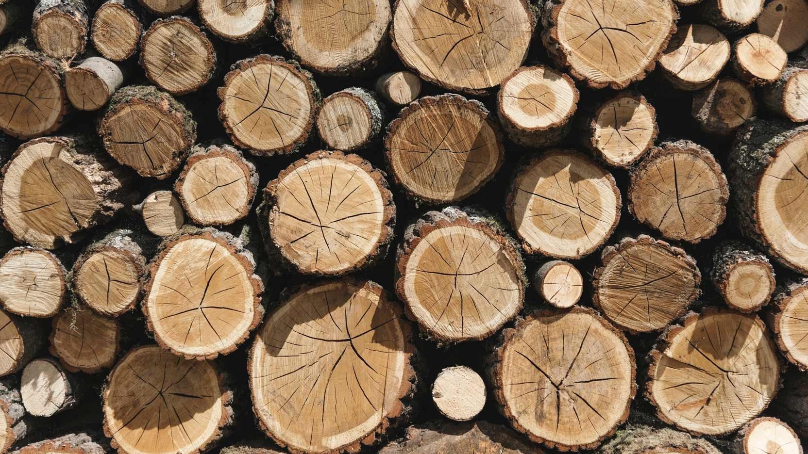 Le bois un matériau de construction qui a de l’avenir