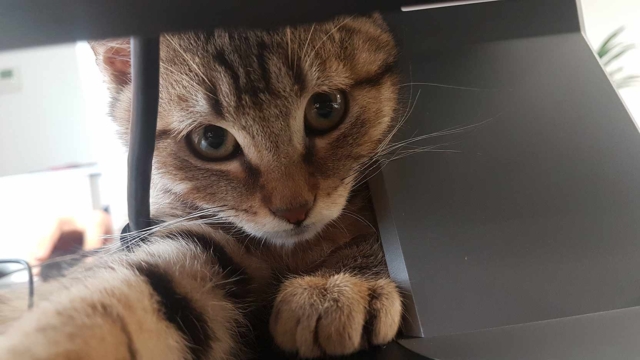 Redécouvrons les bienfaits des animaux de compagnie au bureau avec Snap, un chat dans l'open space de l'agence digitale Angels à Boulogne, revenu le chat mascotte.