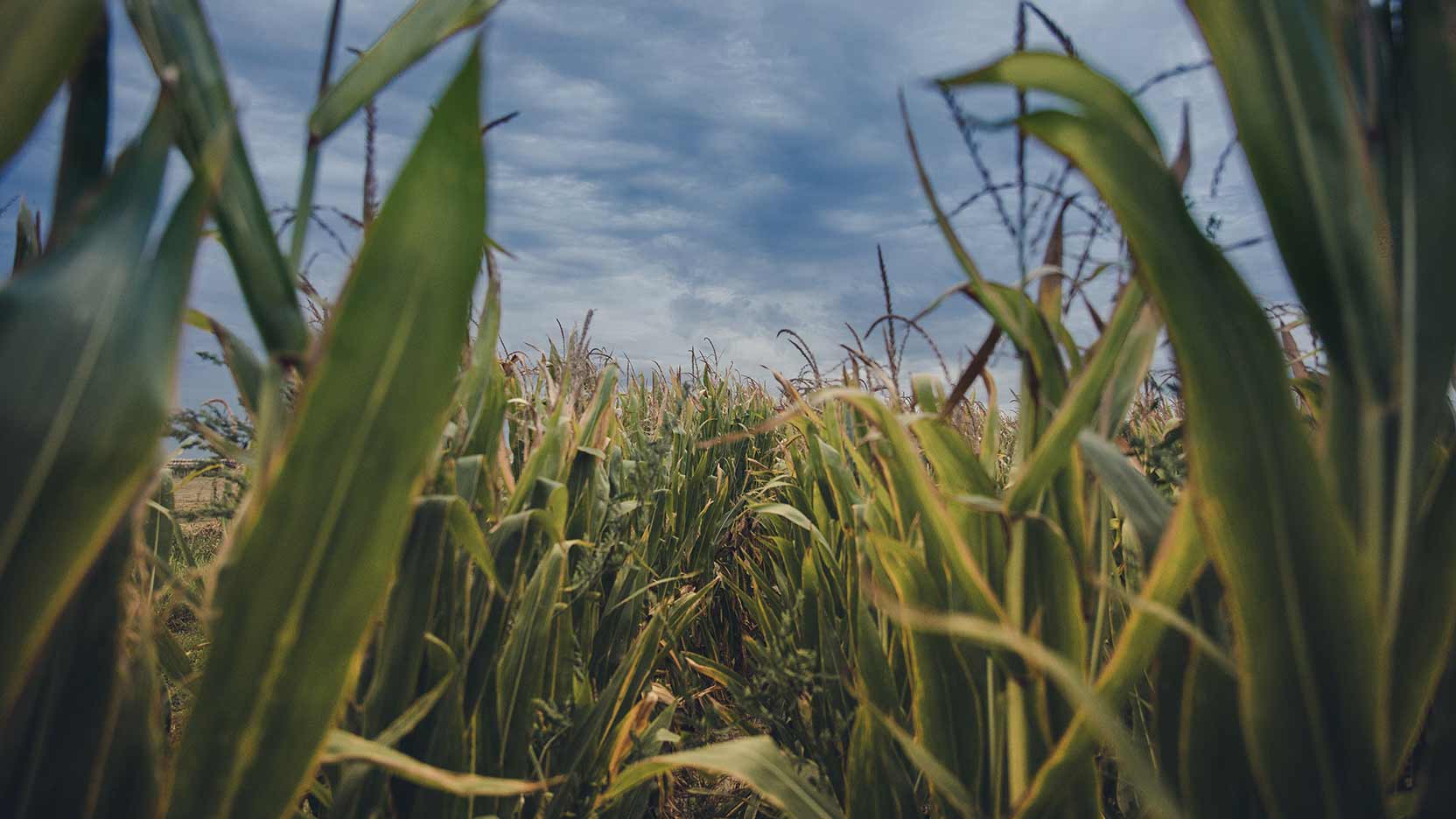 Quand les plantes redonnent la vie aux friches industrielles